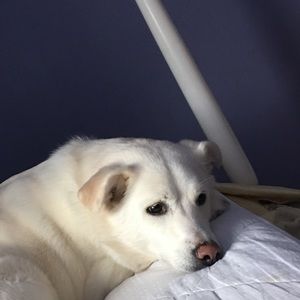 Meet your Posher, Anya